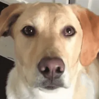 👀 bec06b5d cão, animal de estimação, animal, labrador amarelo, labrador retriever, filhote telegram sticker