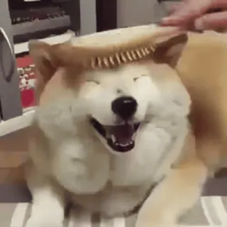 😊 d40ebbed cachorro, shiba inu, escova, animal de estimação, animal, feliz, grooming telegram sticker