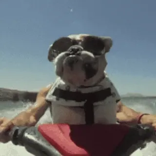 😱 d54c5053 cachorro, jet ski, óculos de sol, água, engraçado, animal telegram sticker