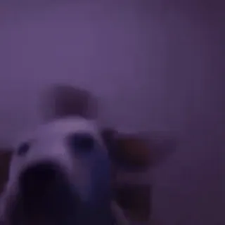 🥳 d621fc2b telegram sticker