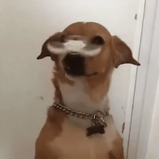 🤔 dc0cfea8 cão, animal, girando, hélice, engraçado, fofo telegram sticker
