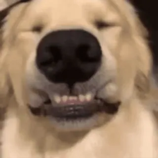 😄 dc7cff13 cachorro, golden retriever, animal, engraçado, dentes telegram sticker