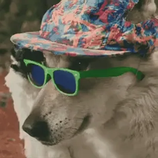 🕶 df2407fa cão, óculos de sol, chapéu, animal de estimação, animal, legal telegram sticker
