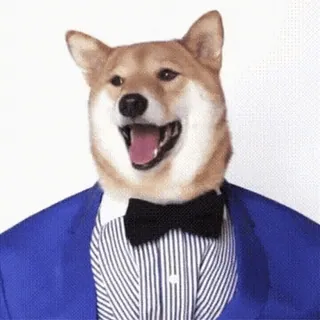 😛 f7bde6b3 cachorro, shiba inu, terno, gravata borboleta, roupa formal, animal de estimação, animal, fofo telegram sticker