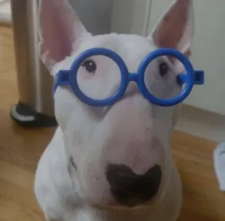 🤓 2bb18671 bull terrier, anjing, kacamata, hewan peliharaan, hewan, lucu, imut, kutu buku telegram sticker
