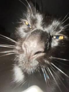 😠 33a760f8 kucing, kucing hitam, hewan, hewan peliharaan, close up telegram sticker