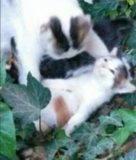 ☠️ 39273399 kucing, anak kucing, hewan, imut telegram sticker