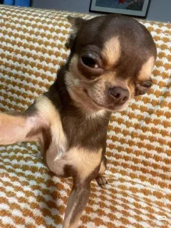 🥴 55515b6f chihuahua, anjing, anjing kecil, coklat, hewan peliharaan, hewan, lucu telegram sticker