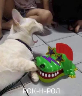 🤘 601e4159 РОК-Н-РОЛ kucing, mainan, rock and roll, hewan, stiker, humor telegram sticker