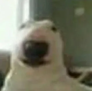 😀 64ee3650 anjing, hewan peliharaan, binatang, meme, Walter telegram sticker