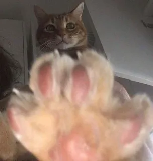 ✋ 8204bed9 kucing, hewan peliharaan, binatang, cakar, imut, domestik, felin telegram sticker