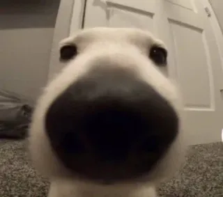 😶 8267de18 anjing, hewan peliharaan, close-up, binatang, anjing putih, hewan domestik telegram sticker