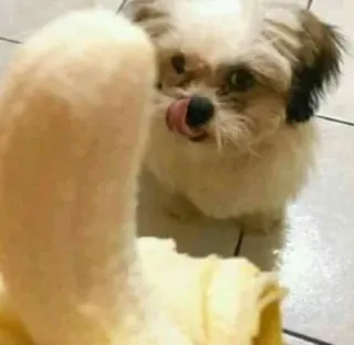 🍌 83cc529e anjing, pisang, hewan peliharaan, makanan, binatang, shih tzu telegram sticker