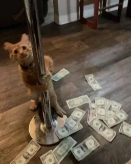 🥴 88226ad0 kucing, uang, lucu, hewan, meme, hewan peliharaan telegram sticker