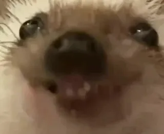 😄 927ef386 landak, hewan, lucu, mamalia, satwa liar telegram sticker