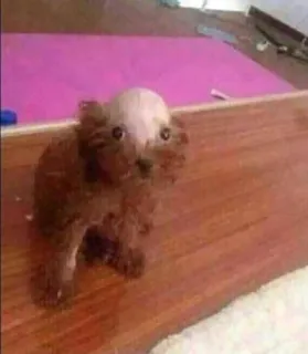 🙂 9891bf48 anjing, hewan peliharaan, anak anjing, binatang telegram sticker