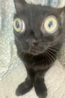 😳 b35052f9 kucing, kucing hitam, mata, hewan, hewan peliharaan, lucu telegram sticker