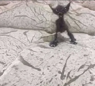 😫 ba995f37 telegram sticker