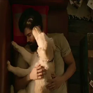 ❤️ 96a009dd man, hond, huisdier, genegenheid, golden retriever, liggend, huisdier, binnen telegram sticker