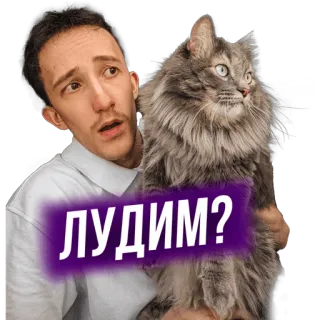 🦁 5f2e1945 ЛУДИМ? hombre, gato, pregunta telegram sticker