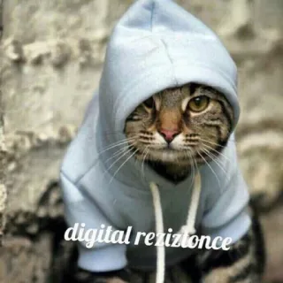 🐱 0769e895 digital rezizionce 고양이, 후드티, 애완 동물, 동물, 귀여운, 웃긴, 밈 telegram sticker