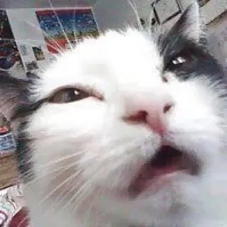 😦 00debf7a kucing, binatang, meme, lucu, hewan peliharaan, imut whatsapp sticker