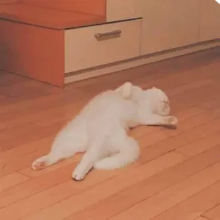 😪 868e8273 kucing, hewan, hewan peliharaan, binatang peliharaan, putih, tidur whatsapp sticker