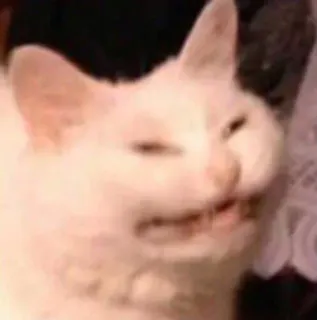 😬 9129e7a8 kucing, meme, lucu, hewan, peliharaan, kucing putih whatsapp sticker