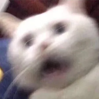 😖 ad2ecb41 kucing, berteriak, meme, lucu, terkejut, ketakutan, binatang whatsapp sticker