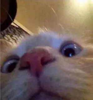 🧐 c5584be6 kucing, binatang, hewan peliharaan, lucu, meme, close-up, imut, kucing domestik whatsapp sticker