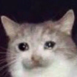😰 d4329f00 kucing, menangis, meme, sedih, hewan, peliharaan whatsapp sticker
