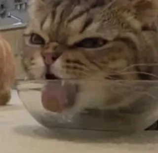 😡 e68228e1 kucing, binatang, hewan peliharaan, minum, mangkuk kaca, lidah whatsapp sticker