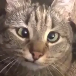 🤕 e758b418 kucing, binatang, hewan peliharaan, felin, mamalia whatsapp sticker