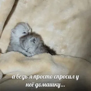 🤍 29728795 а ведь я просто спросил у неё домашку... 小猫, 猫, 可爱, 动物, 睡觉, 作业, 表情包 telegram sticker