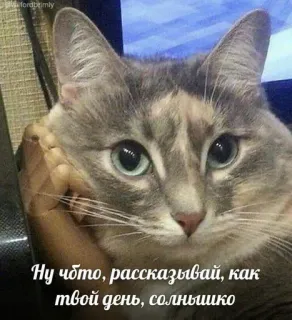 🤍 2cfc5023 Ну чобто, рассказывай, как твой день, солнышко 猫, 动物, 宠物, 俄语, 问候 telegram sticker