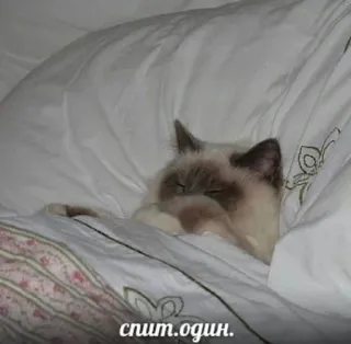 🤍 3dfe5957 спит.один. 猫, 睡觉, 可爱, 动物, 宠物, 室内 telegram sticker