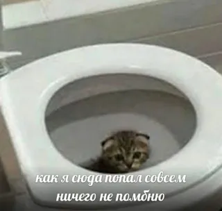 🤍 4258bdf7 как я сюда попал совсем ничего не помню 猫, 厕所, 搞笑, 小猫, 困惑, 动物, 宠物 telegram sticker