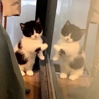 🤍 7762d6fa 猫, 小猫, 倒影, 动物, 宠物, 可爱 telegram sticker