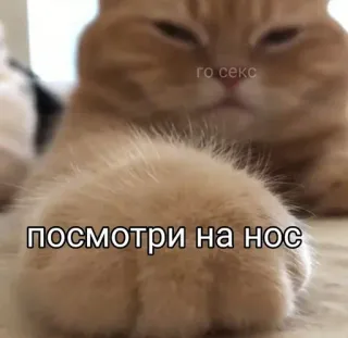 🤍 95a7fa91 го секс
посмотри на нос 猫, 俄语, 文字, 搞笑, 冒犯, 动物 telegram sticker