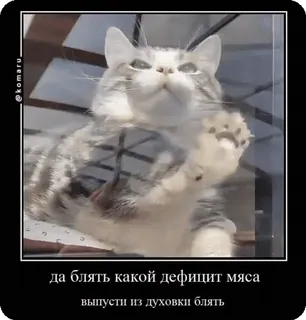 🌟 9b2546a4 да блять какой дефицит мяса
выпусти из духовки блять cat, funny, meme, russian, humor telegram sticker