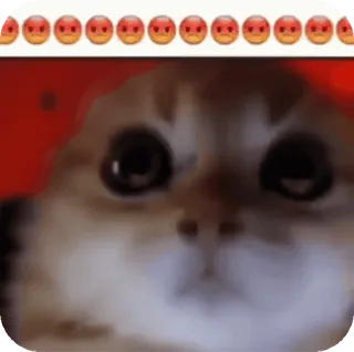 🌟 b476610f cat, meme, angry, emoji, funny, animal, pet telegram sticker