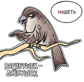 🤨 8af7976e НАДЕТЬ 
ВОРОБУШЕК–ДОЕБУШЕК 鸟, 生气, 侮辱, 卡通, 俄语 whatsapp sticker