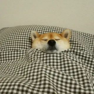 🐾 139d18cd hond, slapen, shiba inu, bed, schattig, dier, huisdier telegram sticker