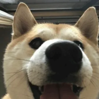 🐾 364b3c43 hond, shiba inu, schattig, dier, huisdier, close-up telegram sticker