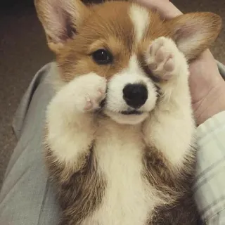 🐾 413f3150 corgi, puppy, hond, schattig, dier, huisdier telegram sticker