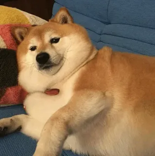 🐾 554dd604 hond, shiba inu, huisdier, dier, schattig telegram sticker