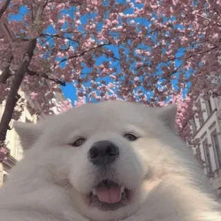 Dog , By : @ZzZzBB telegram stickers