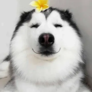 🐾 9922743b hond, husky, bloem, dier, huisdier, vrolijk, schattig telegram sticker