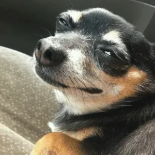 🐾 a8d98f76 hond, dier, huisdier, chihuahua, grappig, meme telegram sticker