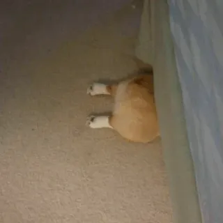 Dog , By : @ZzZzBB telegram stickers